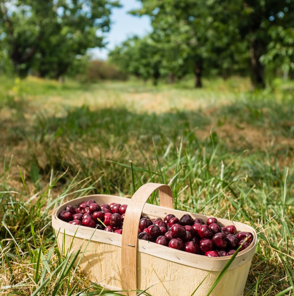 20 Valley Harvest Farms (Only Open In July) | 4235 Fifteenth St, Jordan Station, ON L0R 1S0, Canada | Phone: (905) 562-5272