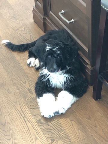 LunaNova Portuguese Water Dogs - Carolynne Issa | LANDLORD/OWNER, 26 McKenzie St, Cambridge, ON N1R 4E1, Canada | Phone: (519) 590-4619