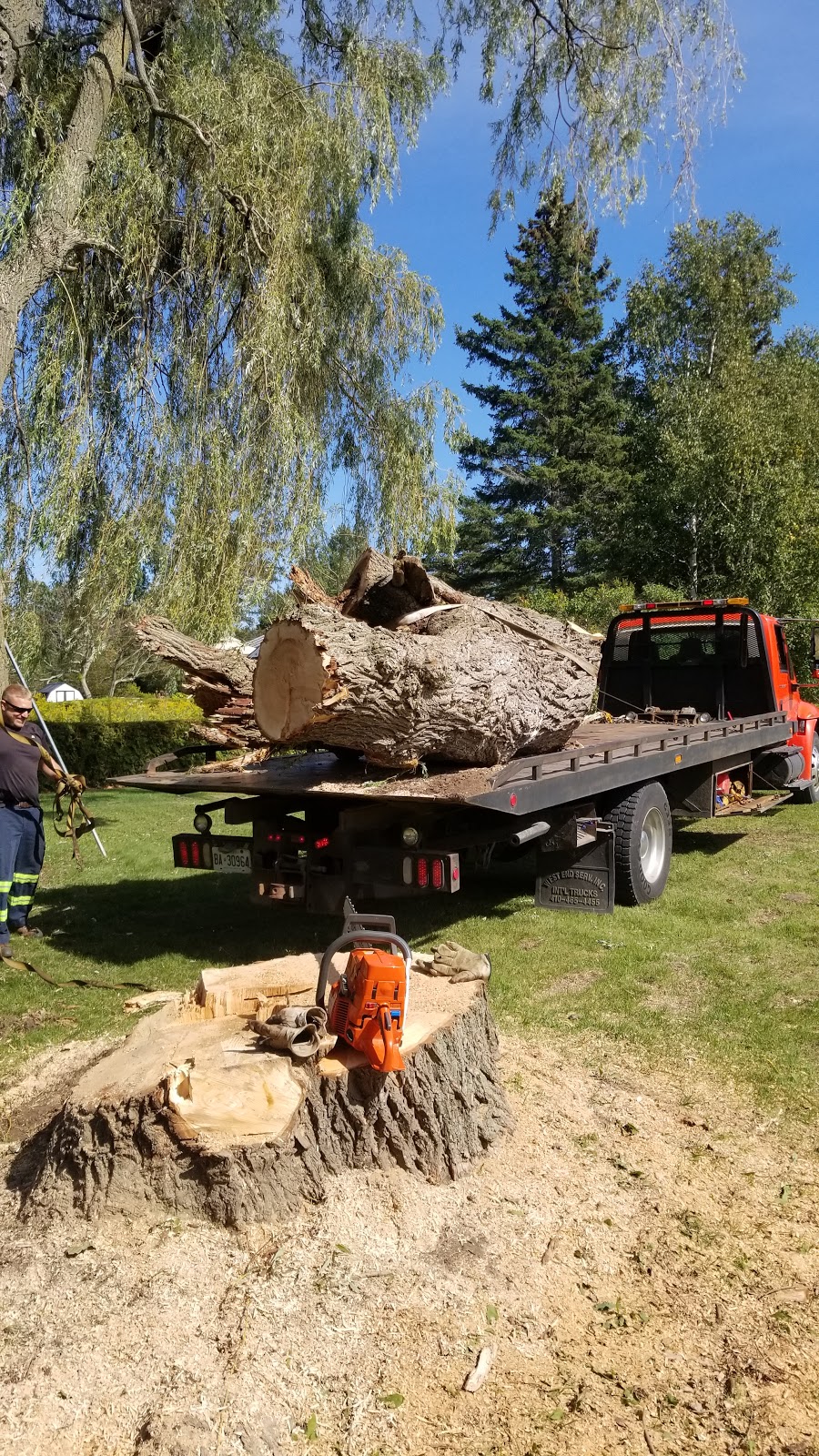 Black River Tree Service | 362 County Rd 4, Picton, ON K0K 2T0, Canada | Phone: (613) 813-3390