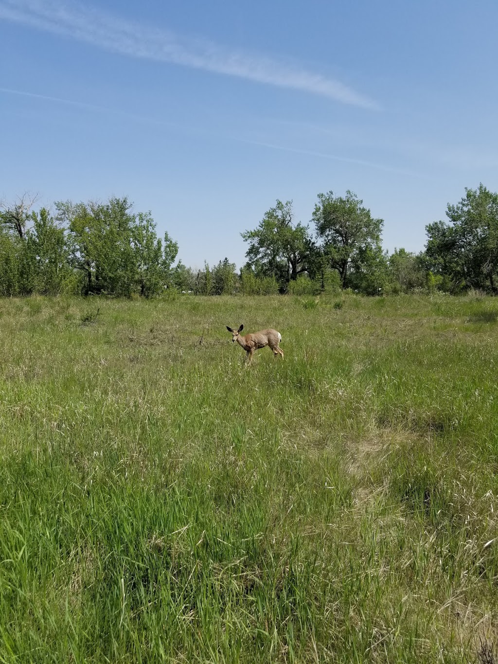 Lawrey Gardens Park | Bow River Pathway, Calgary, AB T3C, Canada | Phone: (403) 268-2489