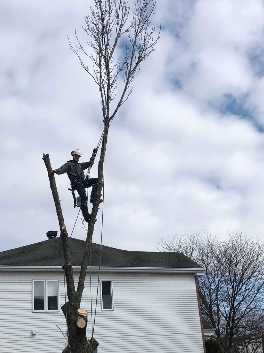 Acer Foresterie Urbaine | 1402 Chemin de la Rivière Aux Pins, Varennes, QC J3X 1P7, Canada | Phone: (514) 756-0600