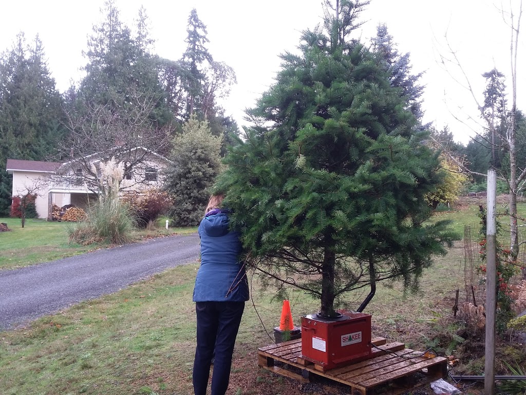 Lantzville U-CUT Christmas Tree Farm | 6930 Owen Rd, Lantzville, BC V0R 2H0, Canada | Phone: (250) 619-4392