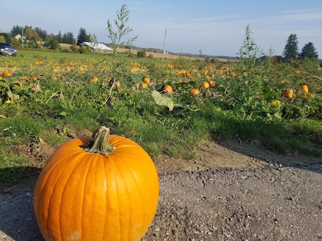 Herrles Country Farm Market (closed for the season) | 1243 Erbs Rd, St. Agatha, ON N0B 2L0, Canada | Phone: (519) 886-7576