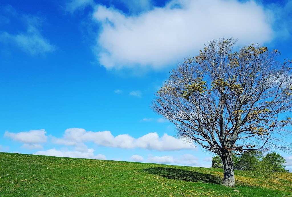 Takeya Japanese Acupuncture | 225 Spinnaker Dr, Halifax, NS B3N 3C3, Canada | Phone: (902) 412-3393