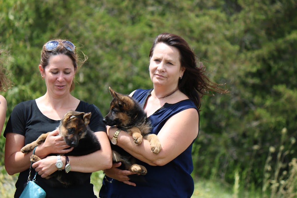 Shiphra German Shepherds | 1383 County Rd 1 W, Greater Napanee, ON K7R 3L1, Canada | Phone: (866) 936-7701