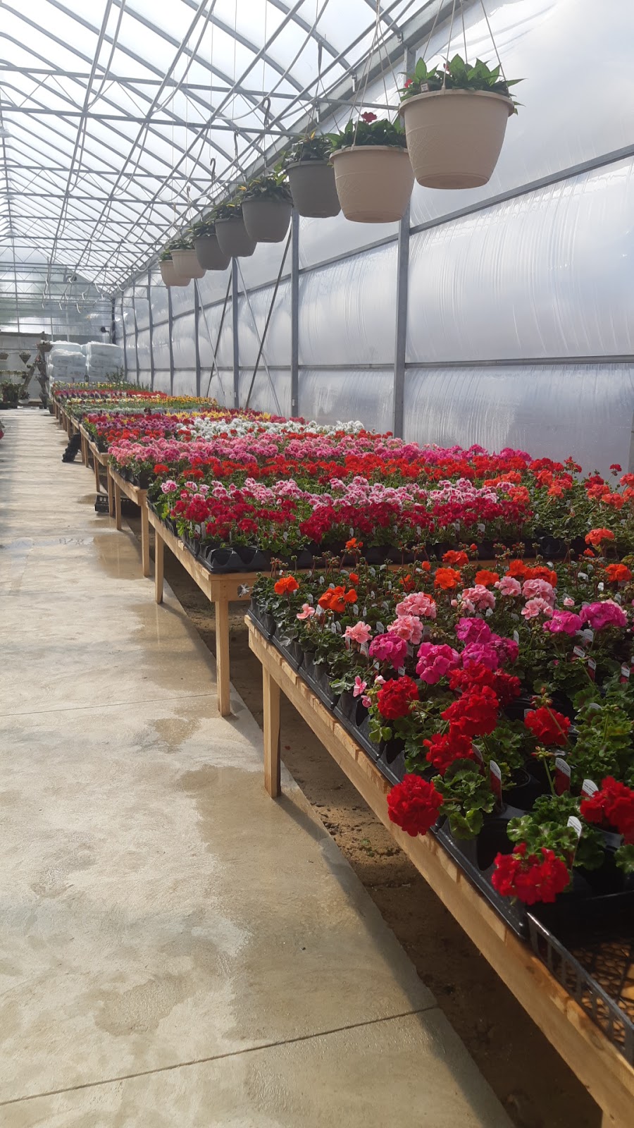 Trailside Greenhouse | 3392 Chalmers Forrest Rd, Linwood, ON N0B 2A0, Canada | Phone: (519) 698-0105