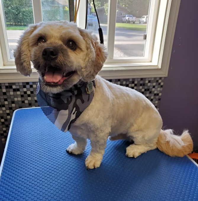 Woof N Poof Grooming | Box 887, 118 Market St, Lucan, ON N0M 2J0, Canada | Phone: (226) 374-5331