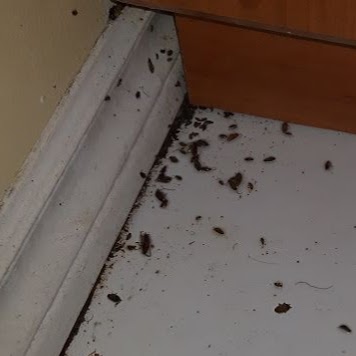 Cockroach Control and Exterminator | 106 Richwood Cres, Brampton, ON L6X 4K7, Canada | Phone: (647) 567-7378
