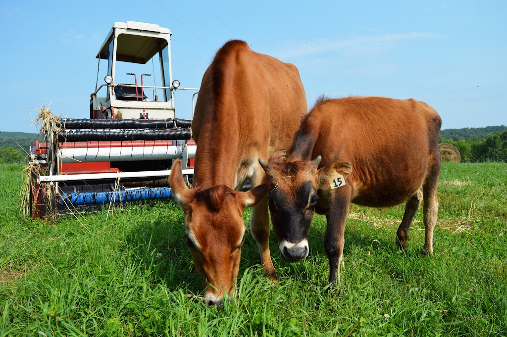 Mask Island Farm | 94 Mask Island Dr, Barrys Bay, ON K0J 1B0, Canada | Phone: (416) 435-2230