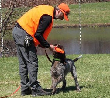 CynoTech Centre de Conditionnement Canin | 13 Rte de lÉglise N, Saint-Modeste, QC G0L 3W0, Canada | Phone: (581) 337-3361