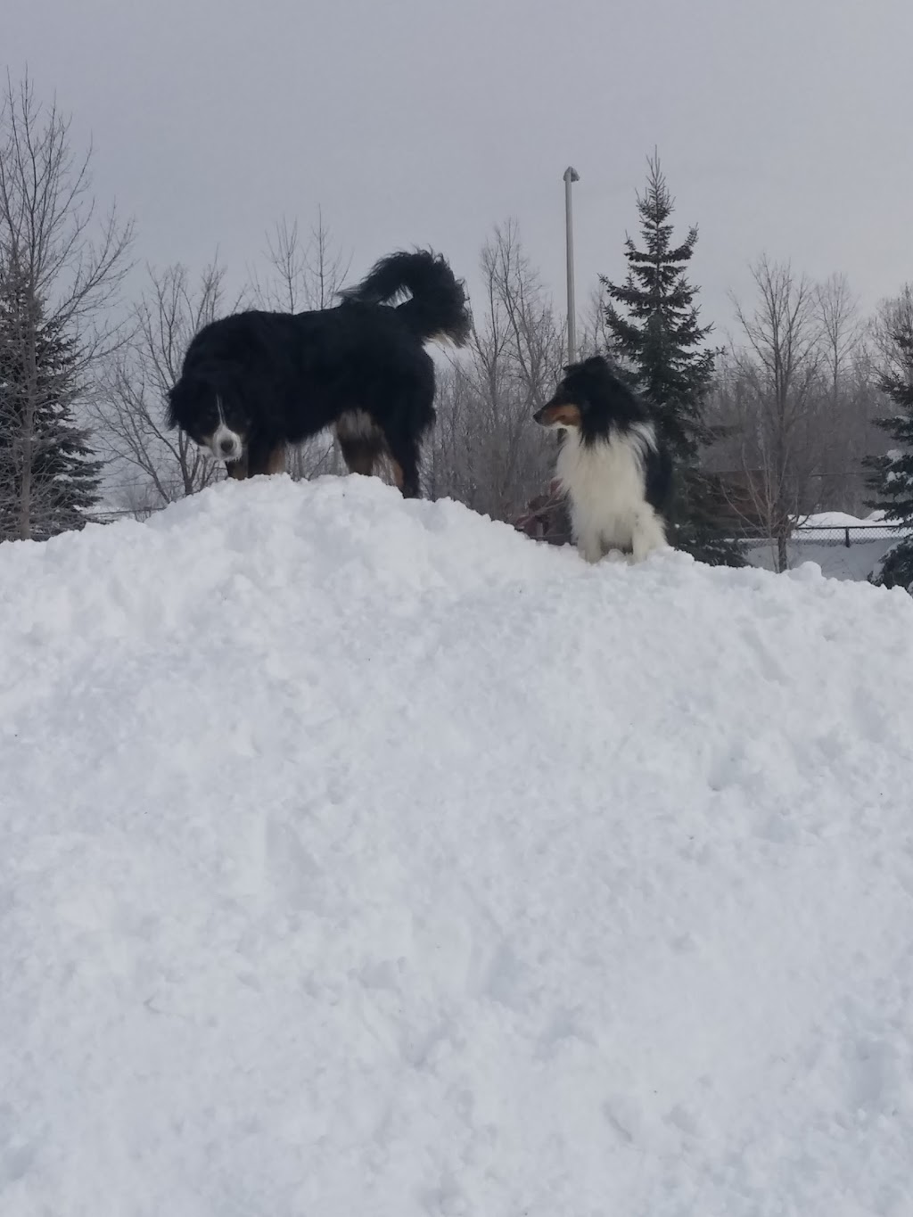 Parc canin | 425 Boul Jean-Baptiste-Rolland E, Saint-Jérôme, QC J7Z 2G9, Canada