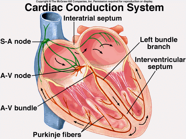 CardioTech Monitoring Systems, LLC | 1713 N Cascade Way, Lynden, WA 98264, USA | Phone: (360) 354-8641