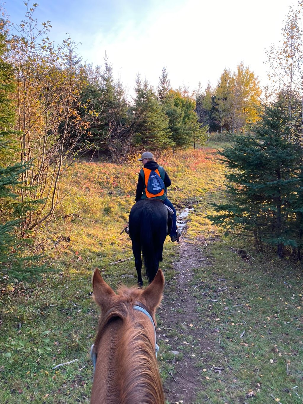 Snider Mountain Ranch | 461 Snider Mountain Rd, Snider Mountain, NB E5P 4B4, Canada | Phone: (506) 432-6362