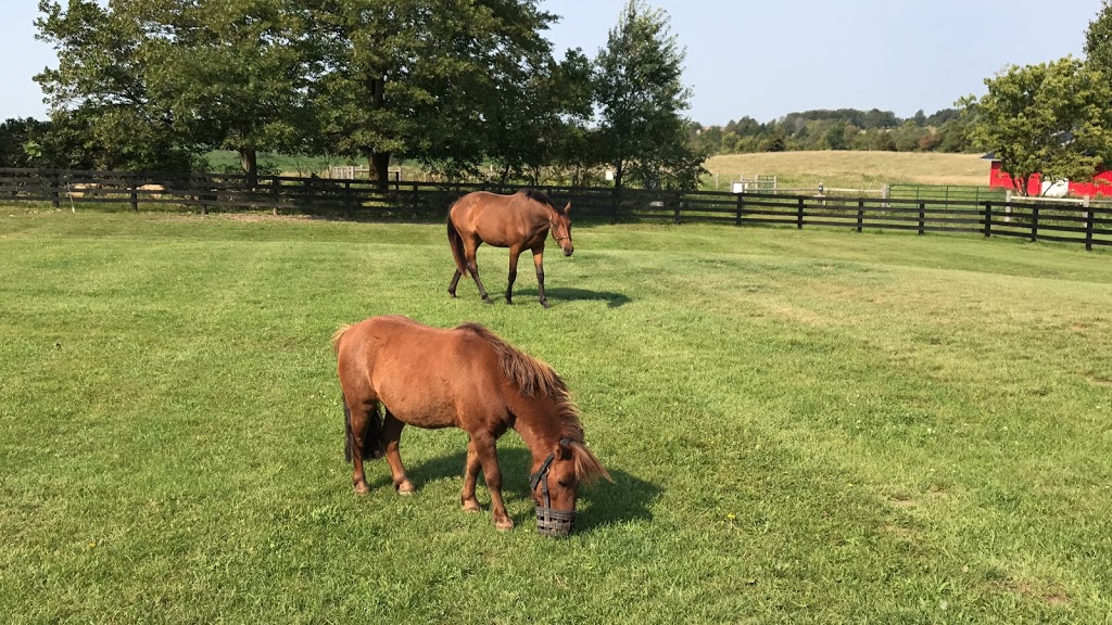 Ferguson Equine Veterinary Services | 873164 5th Line EHS, Mono, ON L9W 6A4, Canada | Phone: (519) 941-9111