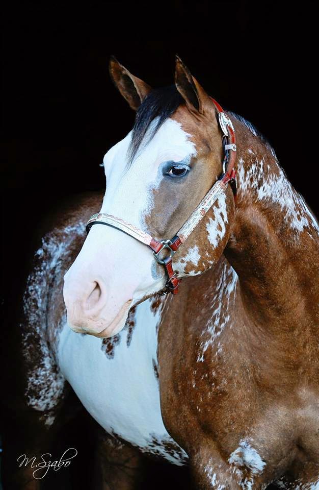 Rafter Diamond K Livestock | 50542, Range Rd 225, Leduc County, AB T0B 3M1, Canada | Phone: (780) 449-0749