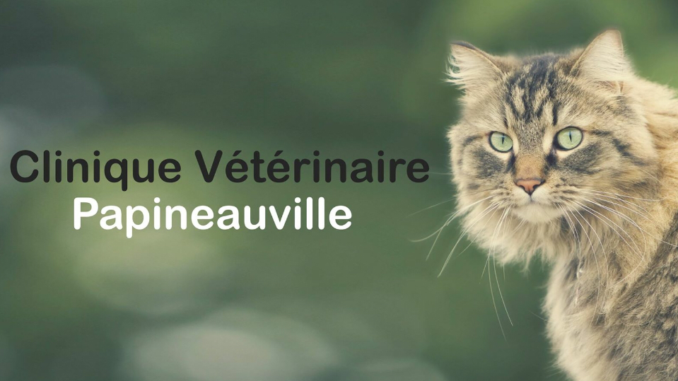 Clinique Vétérinaire Papineauville Inc | 105 Rue Papineau, Papineauville, QC J0V 1R0, Canada | Phone: (819) 427-1111