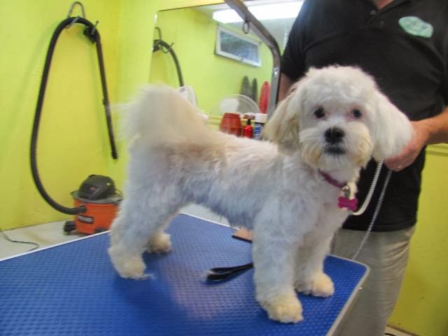 DogGone Beautiful | 1502 Cherryhill Rd, Peterborough, ON K9K 1A6, Canada | Phone: (705) 749-3220