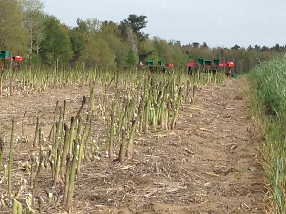 Asperges Guy Champagne | 75 Rang Saint-Jean-Baptiste, Lanoraie, QC J0K 1E0, Canada | Phone: (450) 887-2026