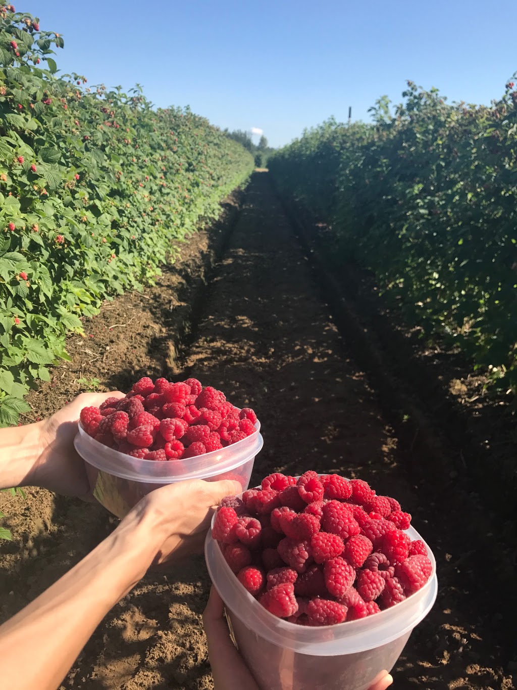 Bumbleberry Farms | 31580 Huntingdon Rd, Abbotsford, BC V2T 6B8, Canada | Phone: (604) 835-3416