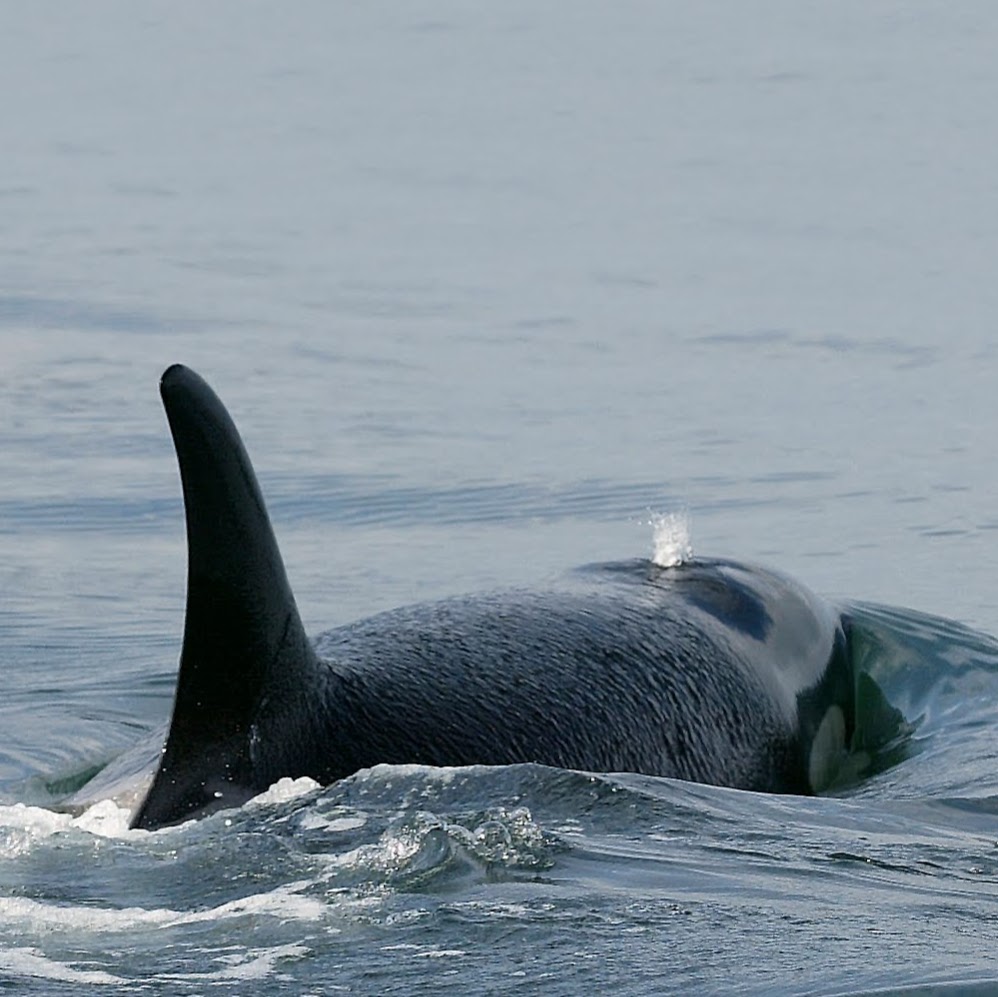 R&R Whale Watching Charters | 2201 Skyline Way, Anacortes, WA 98221, USA | Phone: (360) 941-6515