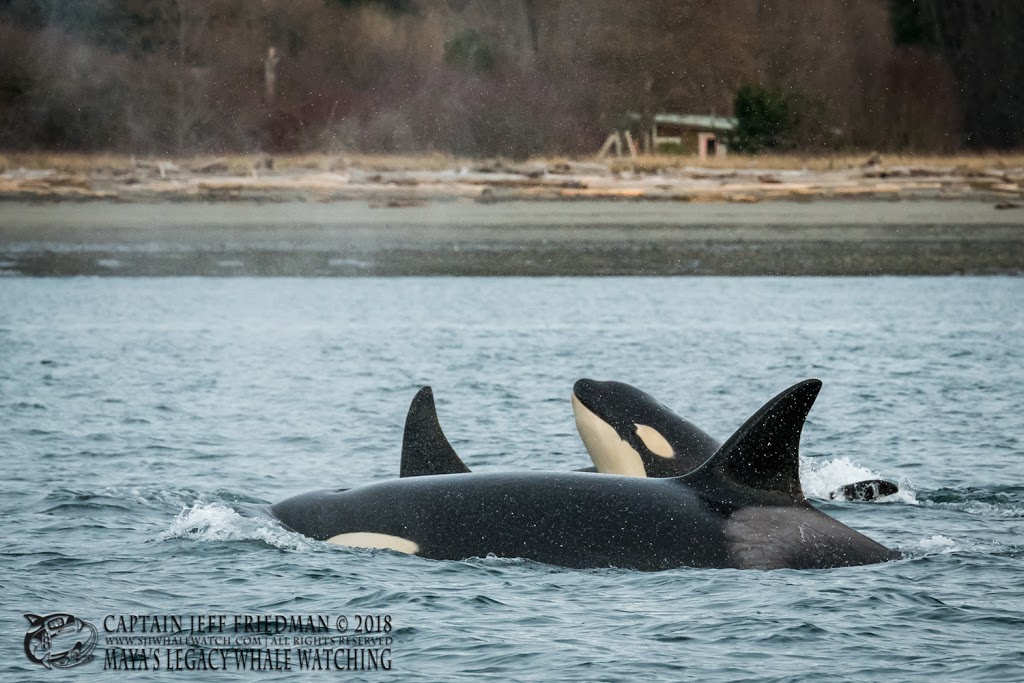 Mayas Legacy Whale Watching | #14 Cannery Landing 8507, Friday Harbor, WA 98250, USA | Phone: (360) 378-7996