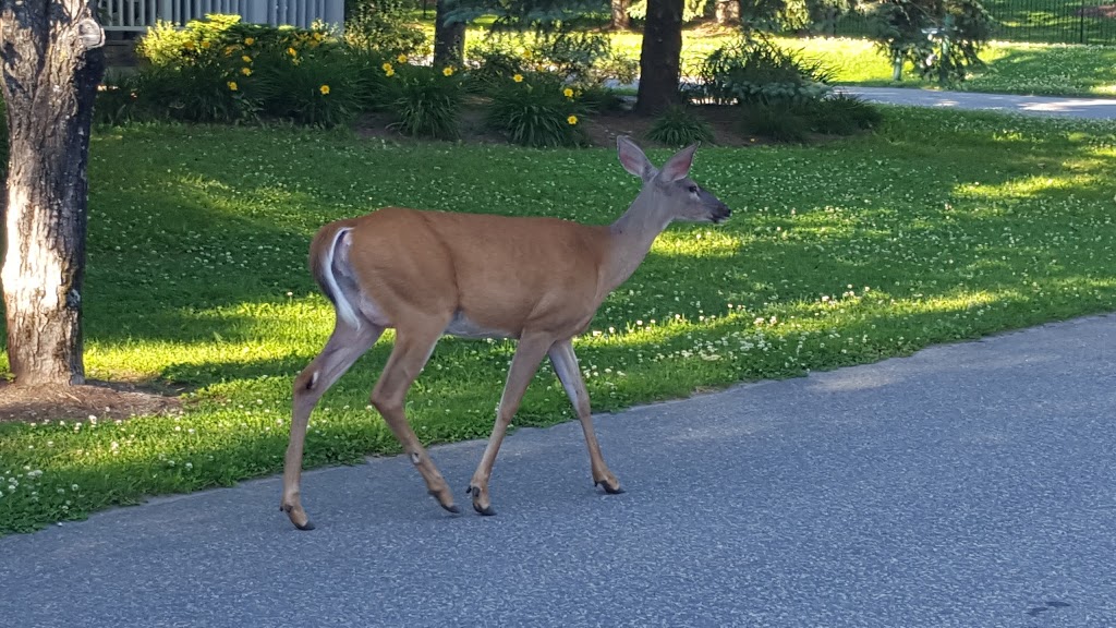 Taboo Muskoka Resort & Golf | 1209 Muskoka Beach Rd, Gravenhurst, ON P1P 1R1, Canada | Phone: (705) 687-2233