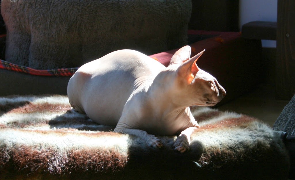 Romanov Cattery of Peterbald | 96 Rue des Érables, Sainte-Sabine, QC G0R 4H0, Canada | Phone: (418) 383-5586