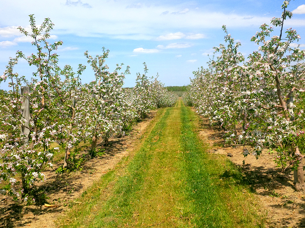 Sunrise Orchards Inc. | 9188 Townsend Line, Arkona, ON N0M 1B0, Canada | Phone: (519) 828-3466