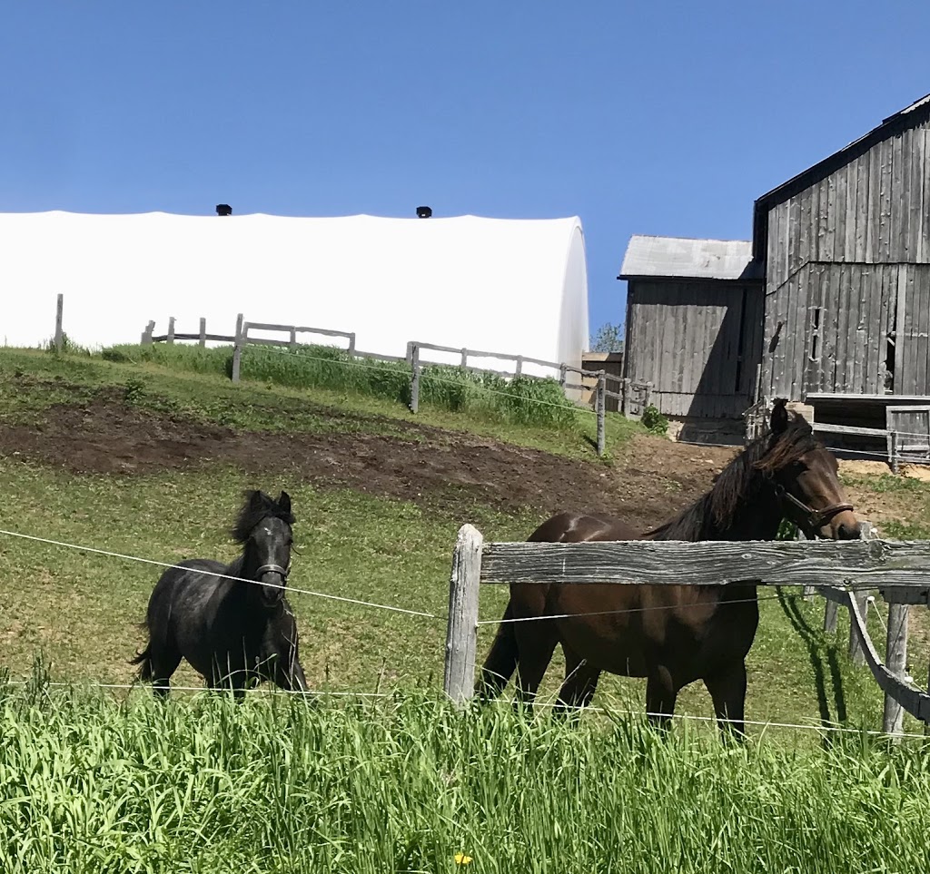 Dark Horse Acres equestrian farm | 507212 ON-89, Mono, ON L9V 1J2, Canada | Phone: (905) 716-7627