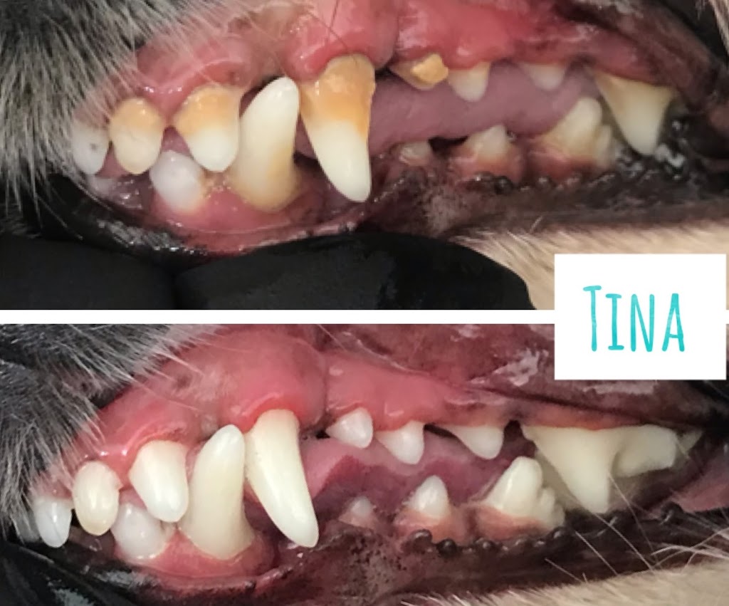 APL Cosmetic Teeth Cleaning for Dogs | 7560 8th Line, Utopia, ON L0M 1T0, Canada | Phone: (705) 896-6161