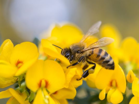 Rouge Park Honey And Honey Jams | 4 Plug Hat Rd, Scarborough, ON M1X 1R1, Canada | Phone: (647) 997-7624