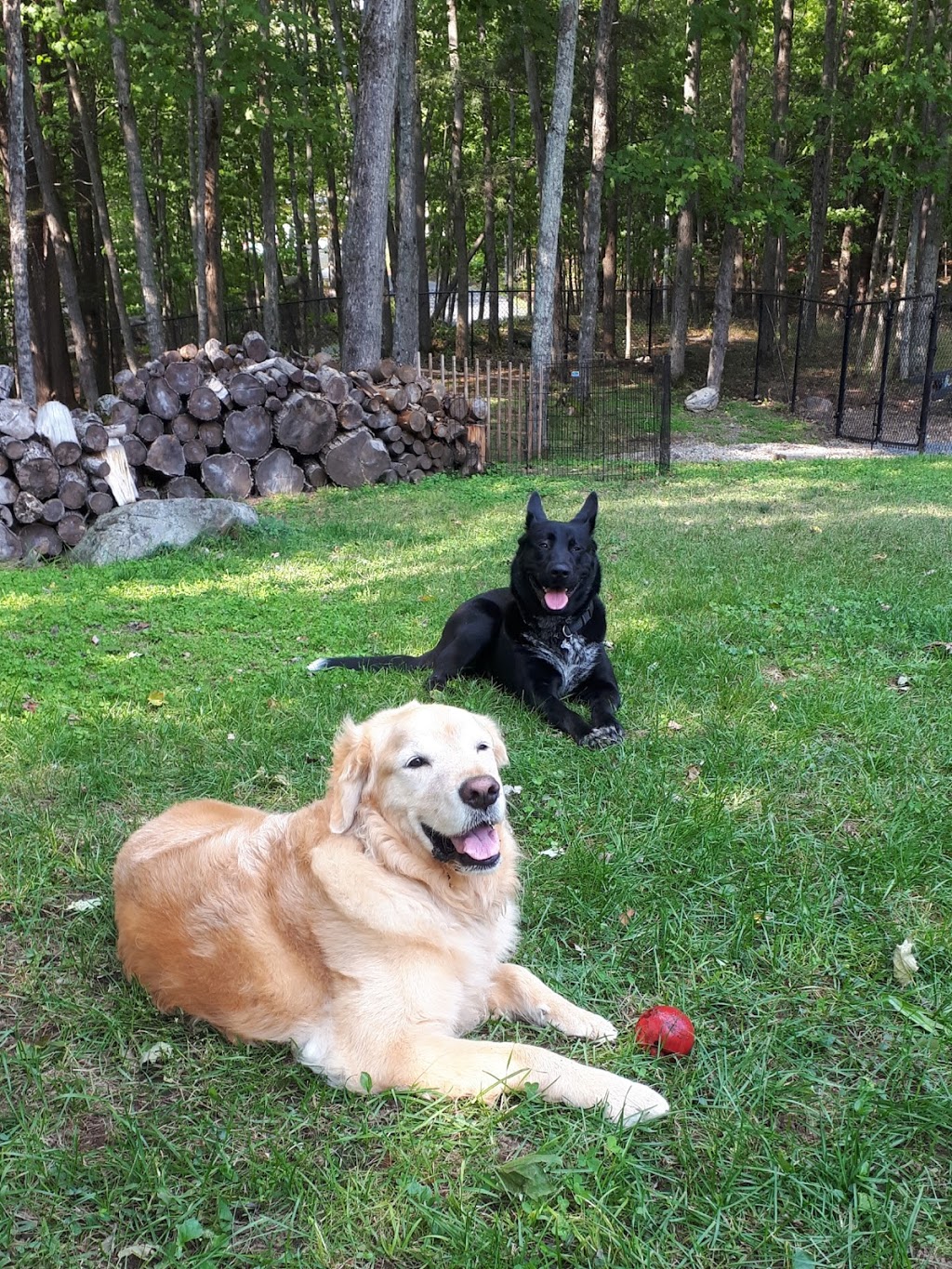 All About the Dog: Dog-Care Services | 35 Timber Cres, Utterson, ON P0B 1M0, Canada | Phone: (403) 993-0055