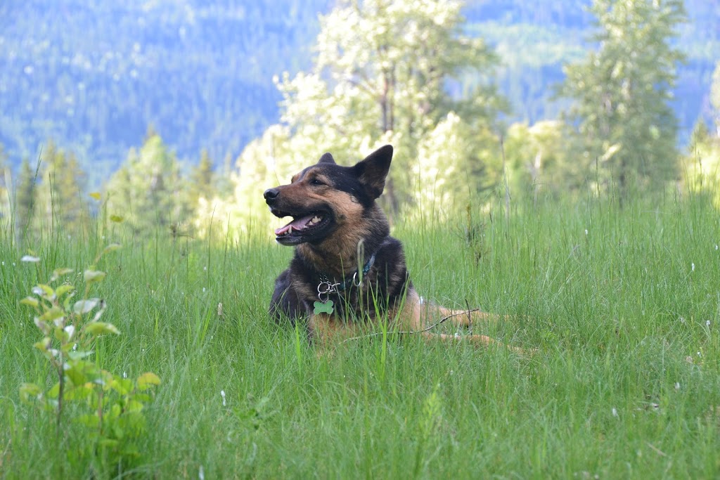 Eagle Valley Ranch Dog Grooming and Boarding | 4282 Johnson-Howard Rd, Malakwa, BC V0E 2J0, Canada | Phone: (250) 417-1609