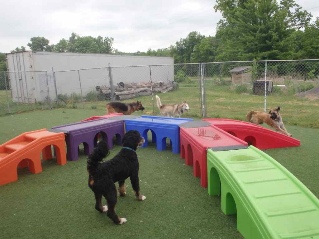 Club Bekkers kennels | 3466 Burnhamthorpe Rd W, Oakville, ON L6M 4H3, Canada | Phone: (905) 827-2340