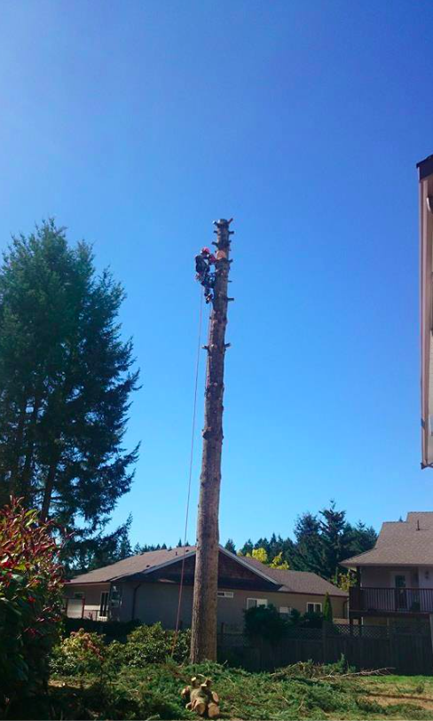 VRP Tree Service | 3097 Landmark Crescent, Nanaimo, BC V9T 5P9, Canada | Phone: (250) 327-7124