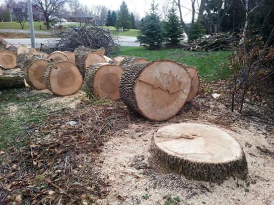 Francis Property and Tree Care | 2780 ON-35, Lindsay, ON K9V 4R4, Canada | Phone: (705) 241-9905