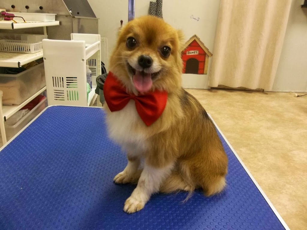 Austin Dog Grooming | 2662 Austin Ave #14, Coquitlam, BC V3K 6C4, Canada | Phone: (604) 345-5799