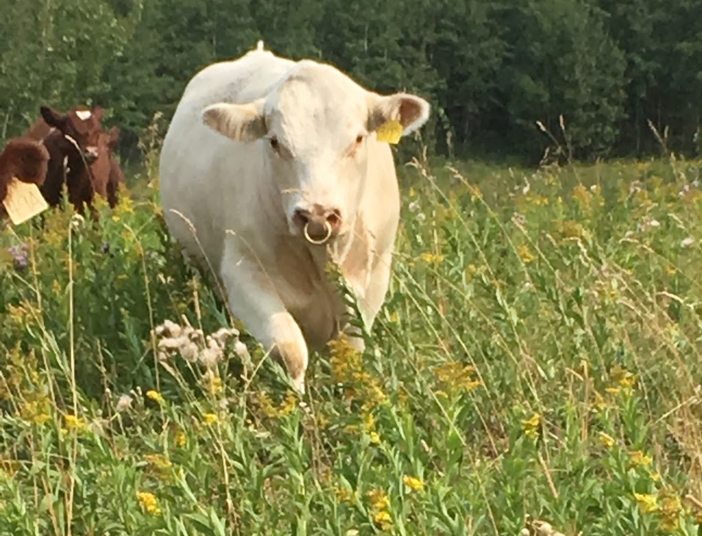 Prospect Hill Shorthorns | Township Rd 430, Meeting Creek, AB T0B 2Z0, Canada | Phone: (780) 877-2444