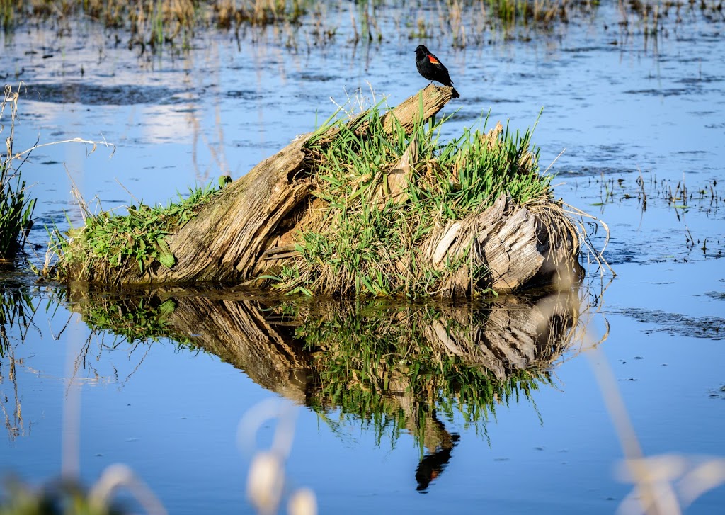 Charles Richardson Nature Reserve | Surrey, BC V4N 5K8, Canada