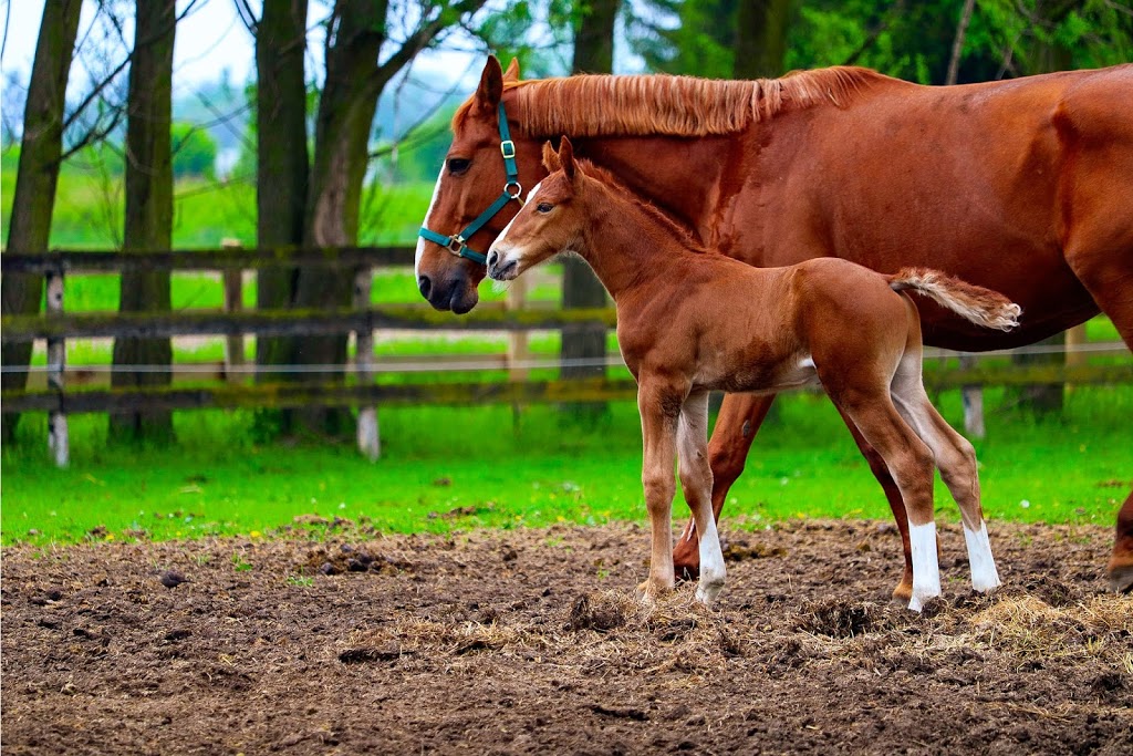 Janako Farms | 7041 11th Line, Alliston, ON L9R 1V4, Canada | Phone: (705) 440-8833