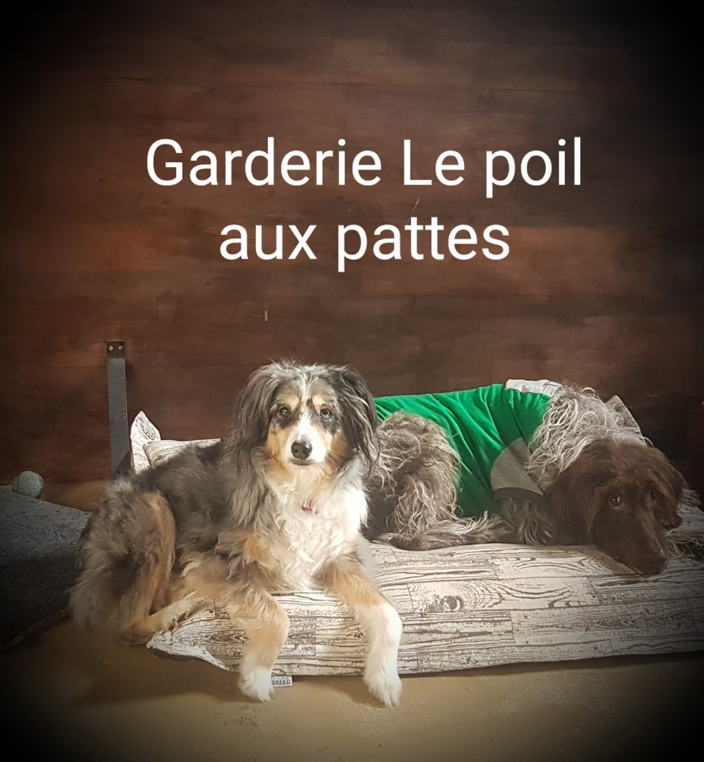 Garderie pour animaux le poil aux pattes | 11622 5e Avenue, Montréal, QC H1E 2X4, Canada | Phone: (514) 659-8541