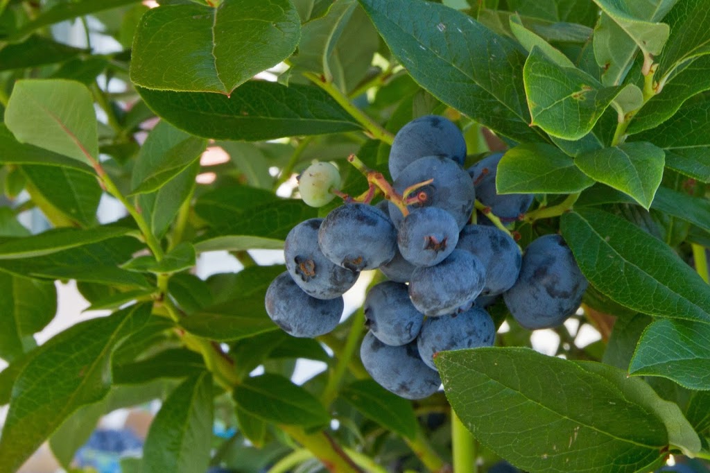 Bleuetière Fruitaki | 6966 Rte Marie-Victorin, St-Croix, QC G0S 2H0, Canada | Phone: (418) 930-8080