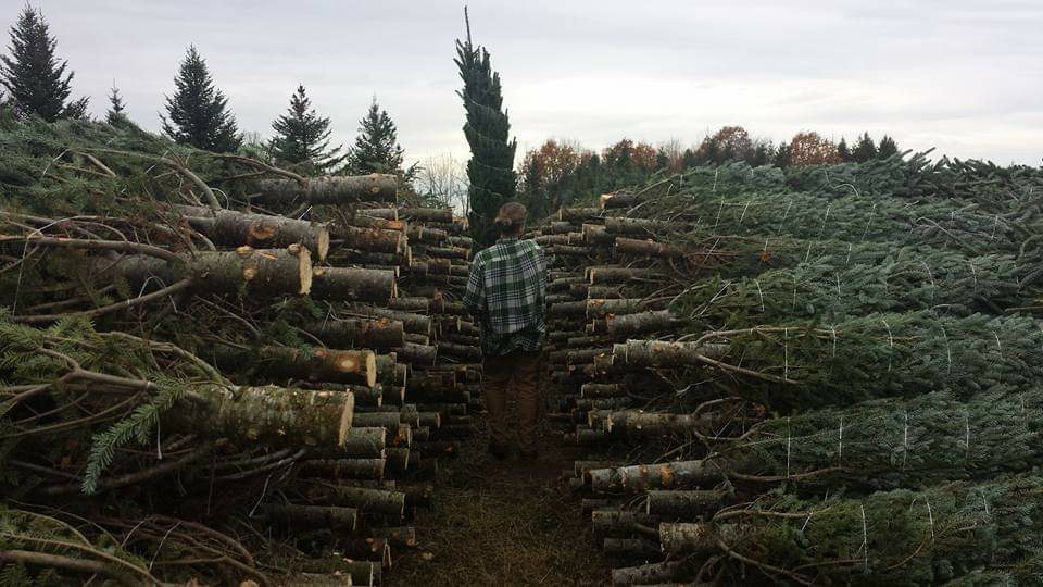 Georgian Bay Tree Farms | 6073 Line 4 N, Oro-Medonte, ON L4R 4K3, Canada | Phone: (647) 278-3225