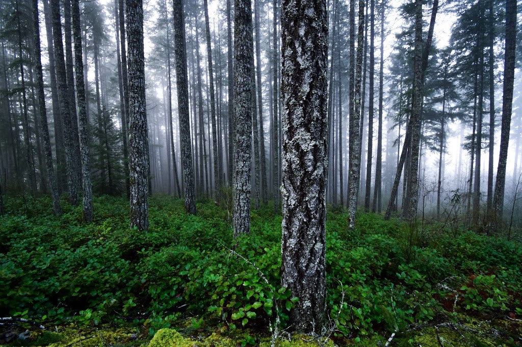 Cowichan Lake Visitor Centre | 125C S Shore Rd, Lake Cowichan, BC V0R 2G0, Canada | Phone: (250) 749-3244