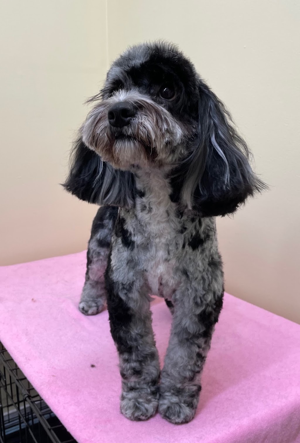 Doris Grooming & Spa | 647 Godwin Ct, Coquitlam, BC V3K 5T1, Canada | Phone: (236) 513-4770