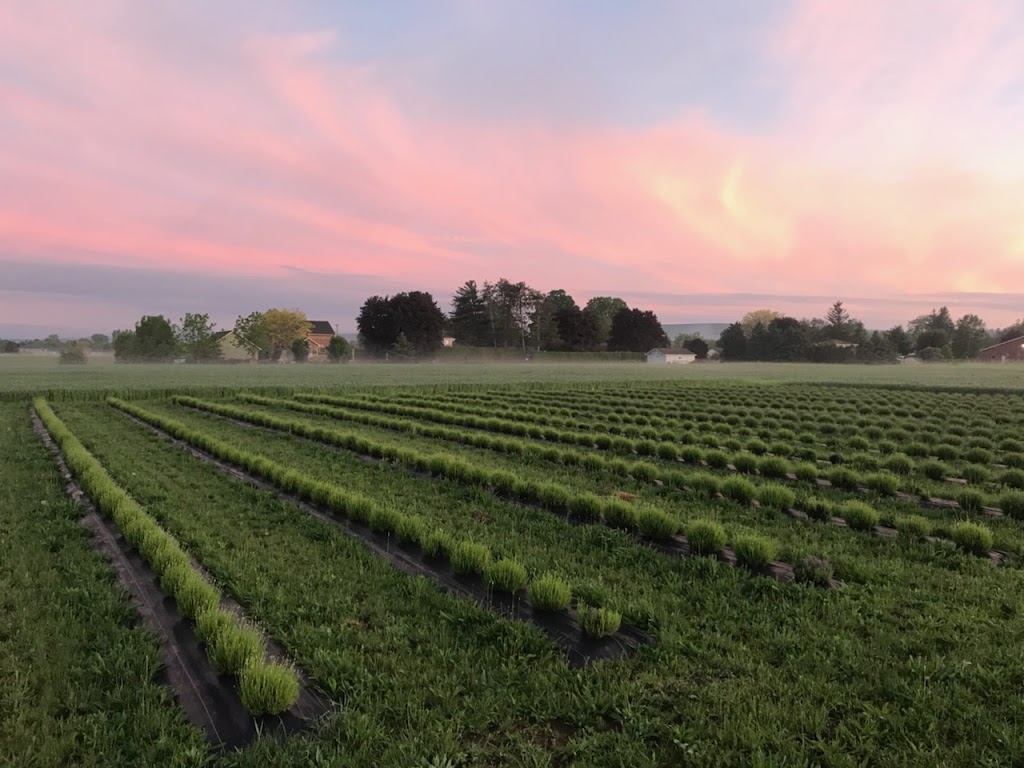 South Bay Fields Lavender Farm | 7527 36/37, Nottawasaga SR, Collingwood, ON L9Y 3Z1, Canada | Phone: (705) 445-8218