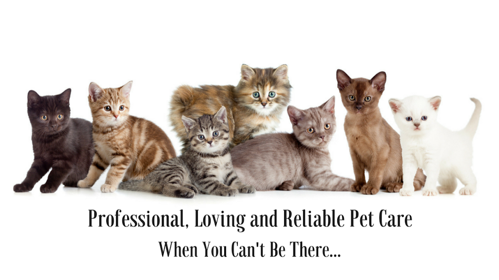 Cat Sitter Toronto Inc | 16 Medford Ave, Scarborough, ON M1L 4G2, Canada | Phone: (647) 360-2504