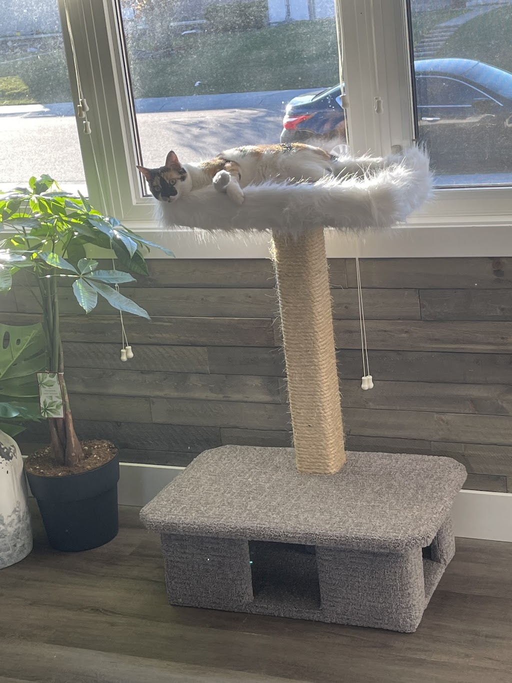 Catillac Co. Building Cat Trees For Canadians | 10204 79 St NW, Edmonton, AB T6A 3G5, Canada | Phone: (780) 937-4370