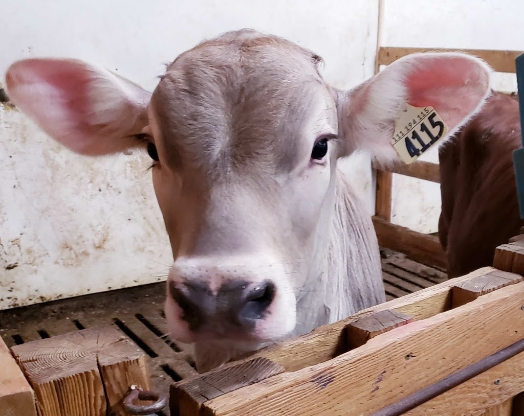 Ferme Jean-Robert Audet | 75 ruisseau des frênes, La Malbaie, QC G5A 2C9, Canada | Phone: (418) 633-6195