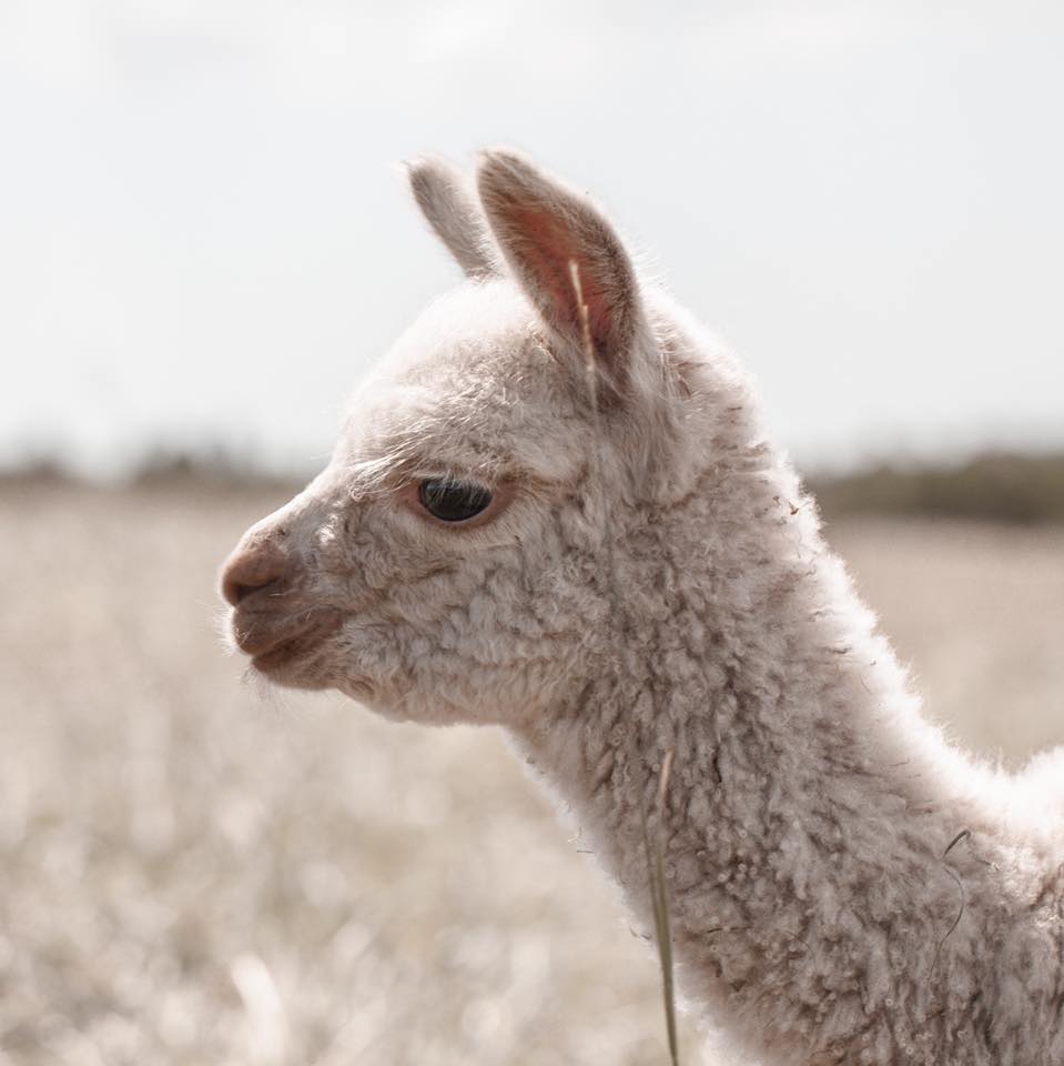 Prairie Spirit Alpacas | Site 12 RR1, Millarville, AB T0L 1K0, Canada | Phone: (780) 729-0395